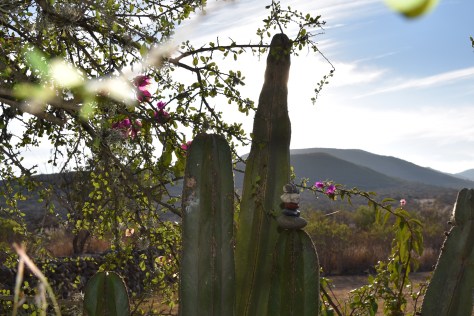 The Waymaking Cairn's first encounter with the garden cactus which stand just to the left of the garden gate. 