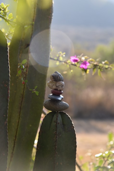 Even though its winter there are still hardy vining flowers that blossom in the high desert.