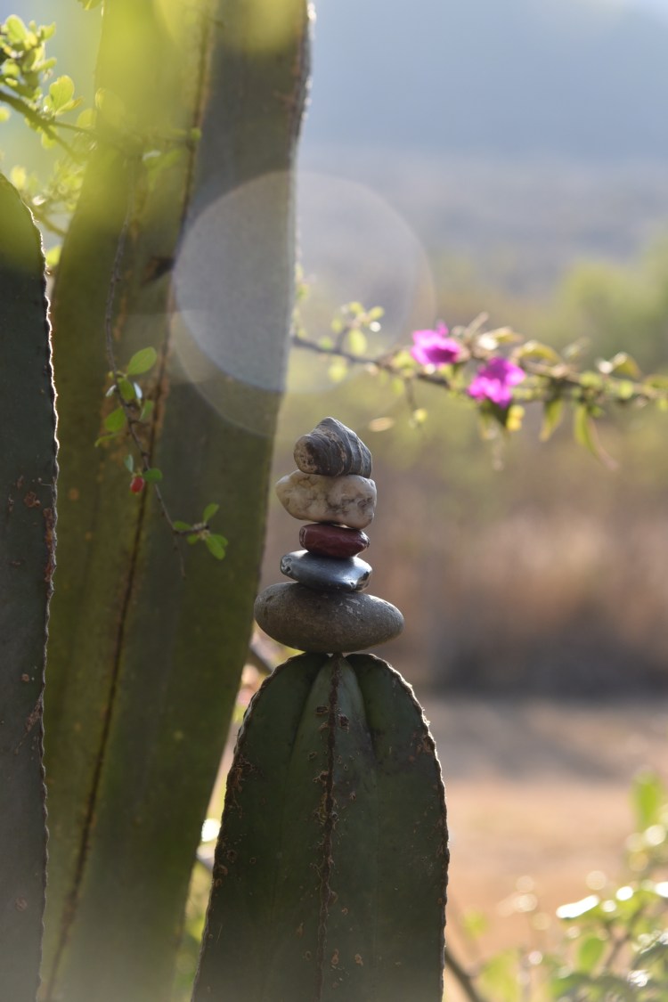 Even though its winter there are still hardy vining flowers that blossom in the high desert.
